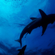 A black-tip sharks is seen swimming during a baited shark dive in Umkomaas near Durban, South Africa, on December 10, 2020.